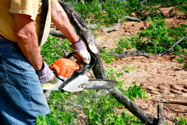 Best Tree Removal Near Me  in Rupert, ID